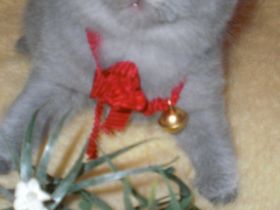 Letzte Reinrassige BKH Teddy Kitte Mädchen in Grau/Blue ! ! !