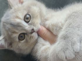 BKH kitte zum abgeben