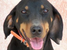 Koulia, weiblicher Hound-Mix