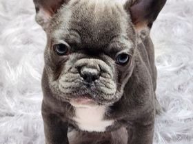 *Französische Bulldogge Welpen Merle blue Peat Black Brindle mit Ahnentafel suchen ein Zuhause *