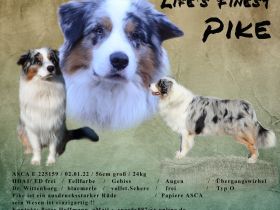 Australian Shepherd Deckrüde Blue merle
