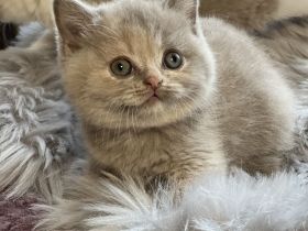 Wunderschönes BKH Mädchen