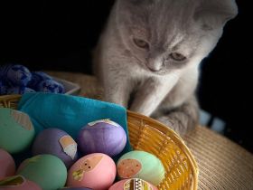 BKH Kitten - auszugsbereit - Stammbaum - Mädchen