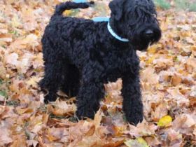 Bezaubernde Kerry-Blue-Terrier Junghunde