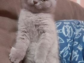 Bkh Kitten lila reinrassige