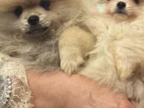 Zwei Zwergspitz-Welpen suchen ein neues Zuhause