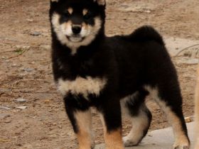 Black and tan shiba rüde  welpe