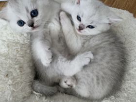 BKH Kitten Silver Shaded