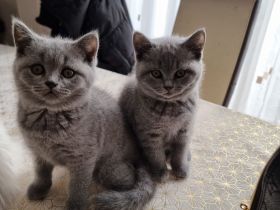 BKH Kitten, Britische Kurzhaar