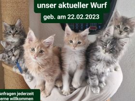 Maine Coon Kitten suchen neues Kuschelpersonal!