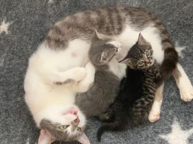 Kitten , Babykatze BKH / Maine Coon / EKH Mix Kitten weiblich