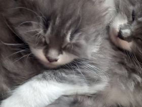 Maine Coon Kitten reinrassig