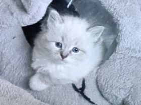 Süße Neva Masquarade und sibirische Kätzchen