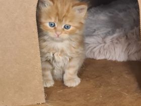 Sibirische Katzen und Neva Masquarade