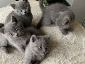 Süsse BKH Kitten in blue