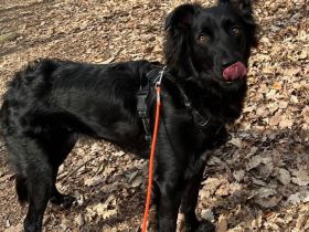 Verschmuste Angsthünding sucht ein neues Zuhause