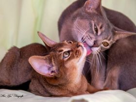 Abessinier „of Dzhambyl“