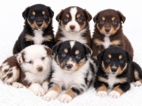 Miniature Australian Shepherd Welpen mit Papieren