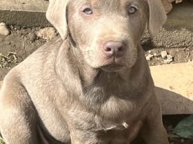Reinrassige Labrador Welpen mit Ahnentafel