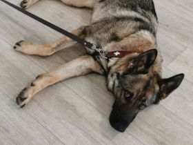 Junge deutsche Schäferhündin sucht ein neues und liebevolles Zuhause