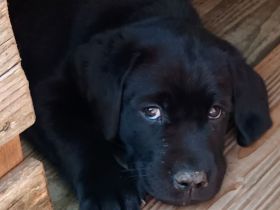 Labrador Retriever Welpen vom Sauboden FCI hier treffen sich Show- und Arbeitslinien