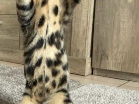 Reinrassige Kätzchen zu verkaufen