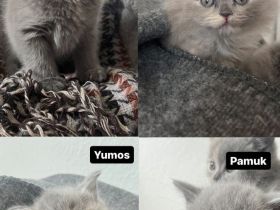 Britisch Kurzhaar Kitten weiblich