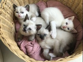 Siam Kitten, Katzen Baby