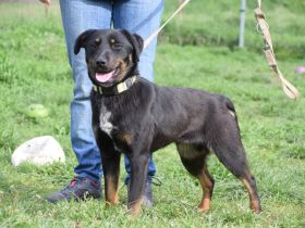 Judy, mittelgroße, freundliche Junghündin sucht schönes Zuhause