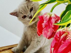 BKH lilac Mädchen mit Stammbaum