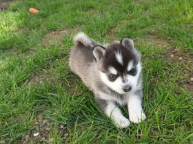 Alaskan Klee Kai Welpen. Mini Husky.