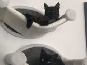 Zwei Maine Coon Mix Kater, 7 Monate, Preis für beide Tiere + Zubehör