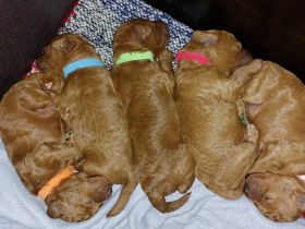 Kleinpudelwelpen in Farbe Fawn