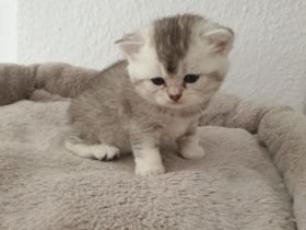 Süsse reinrassige bkh kitten!