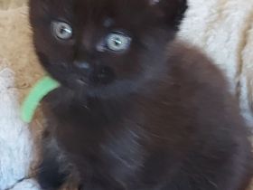 Main Conn Mix Kitten