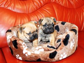 Wunderschöne rote französische Bulldoggenwelpen zu verkaufen