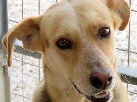 Brian, männlicher Schäferhund-Mix