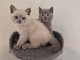 4 wunderhübsche bkh kitten reinrassige ab sofort abgabebereit