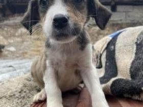 Zuckerschnute Nuri - Junghündin