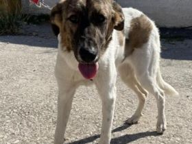 LOUSY - ein süßes Fellbündel