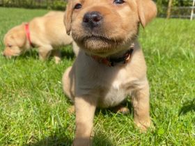 Labradorwelpen reinrassig mit Papiere