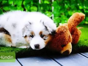 Australian Shepherd Welpen mit Ahnentafel