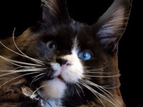 𝐌𝐨𝐨𝐧 𝐆𝐢𝐚𝐧𝐭'𝐬