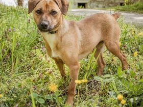 Gyufa möchte im Vollspurt sein Leben in die Pfote nehmen