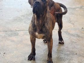 liebe,soziale, kastrierte Vera im rumänischen Tierheim, hofft auf tierliebe Adoptanten