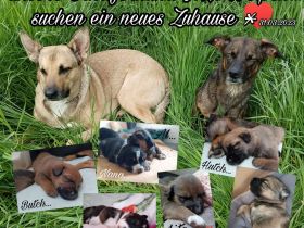 Schäferhund Mix Welpen