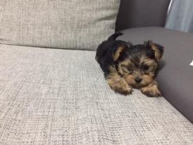 Süße mini yorkshire Terrier Welpen