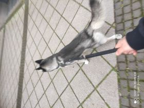 Husky Hund 🐶🐕🐕🐕