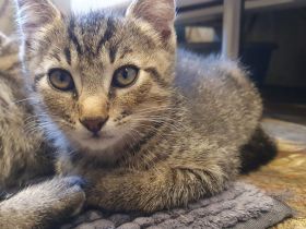 *** Katzen / Kater abzugeben ***