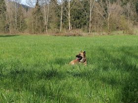 Tolle Mali mix Hündin sucht neuen Platz